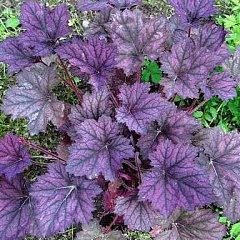 Гейхера "Фростед Виолет" (Frosted Violet)